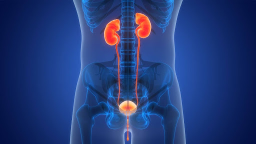 Urology / Nephrology-image